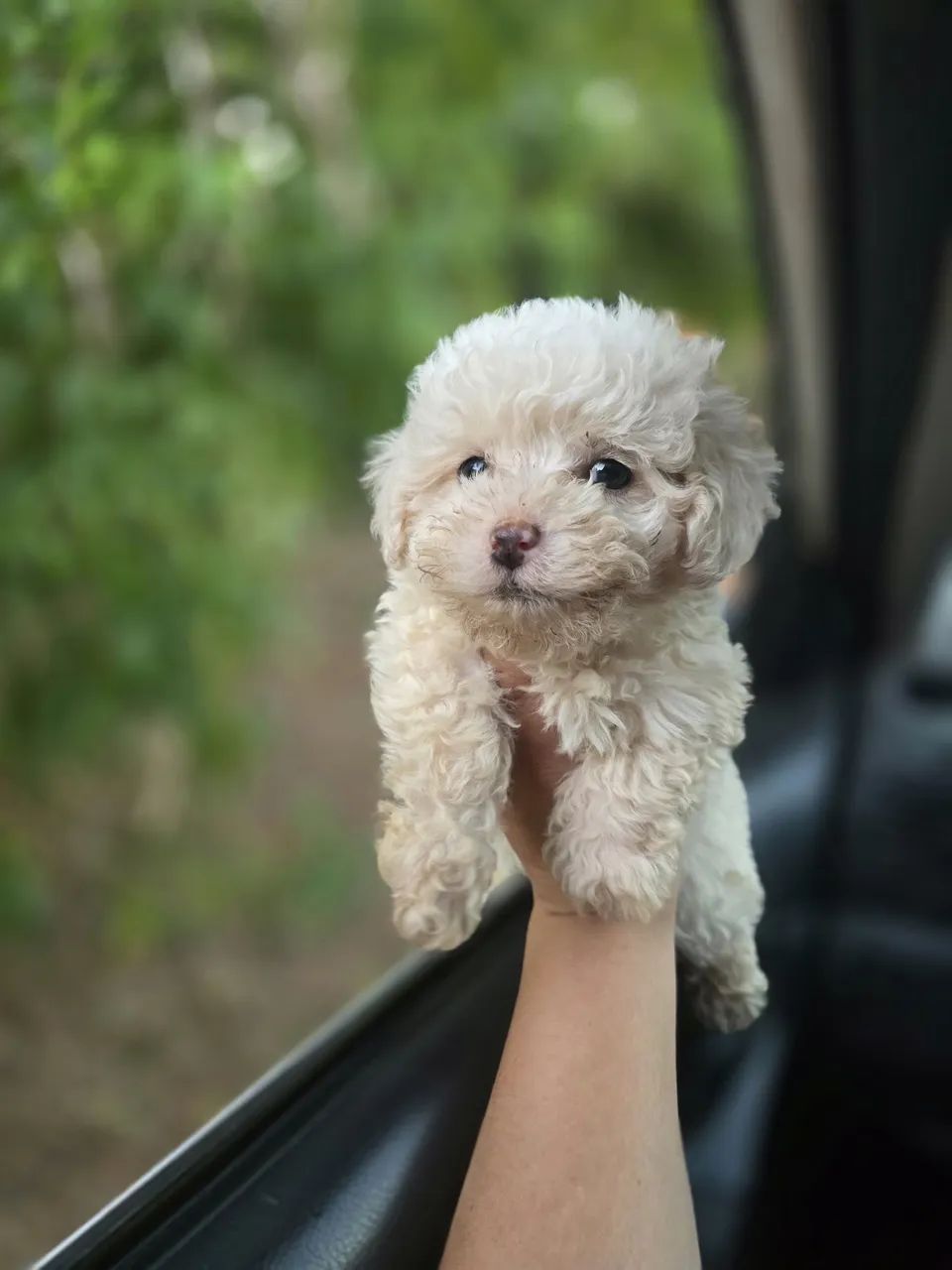 Poodle machos  - Foto 5