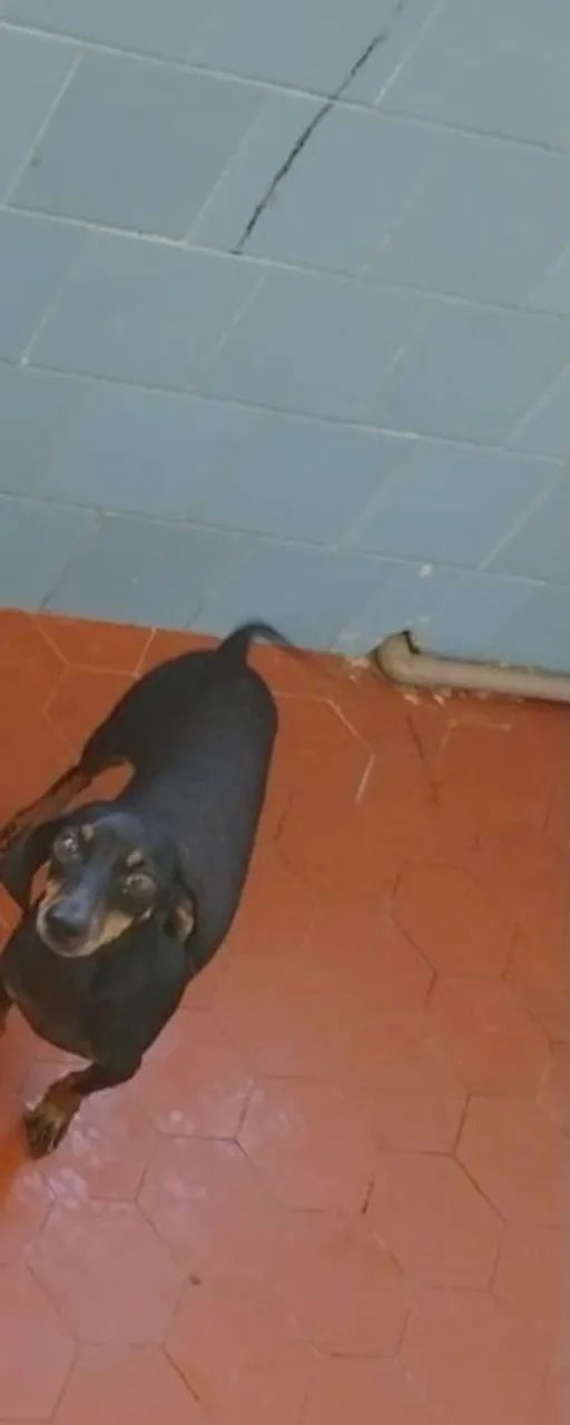 Adoção salsicha  - Foto 2