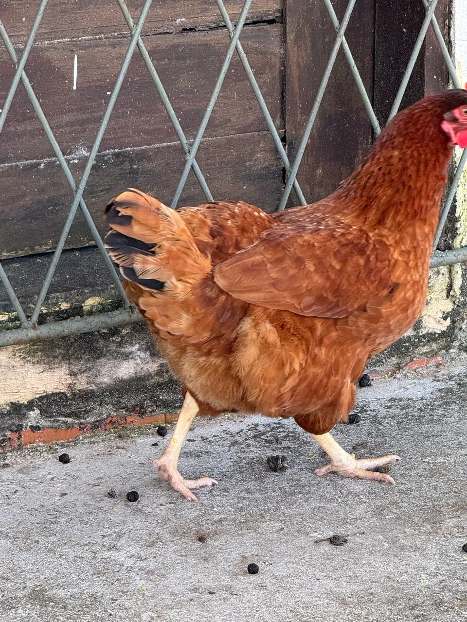 Galinha e galo