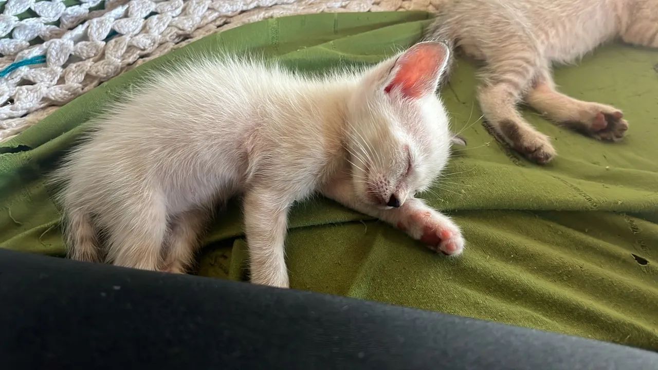 Doa se gatinhos 