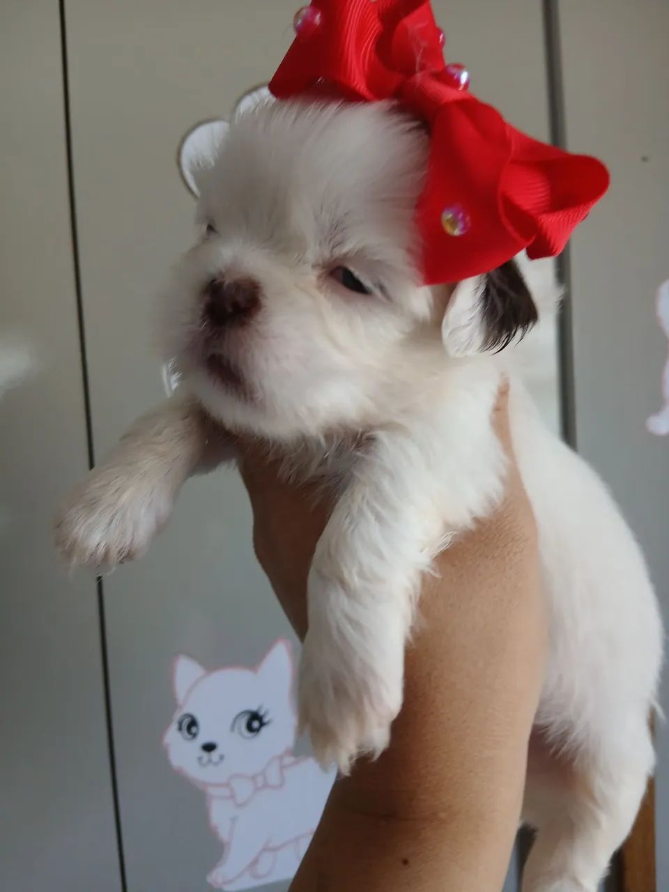 Vendo lindos filhotes shi tzus  - Foto 2