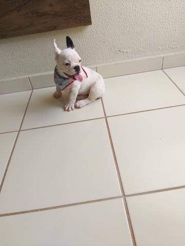 Bulldog Francês - Foto 6