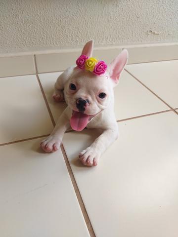Bulldog Francês - Foto 3