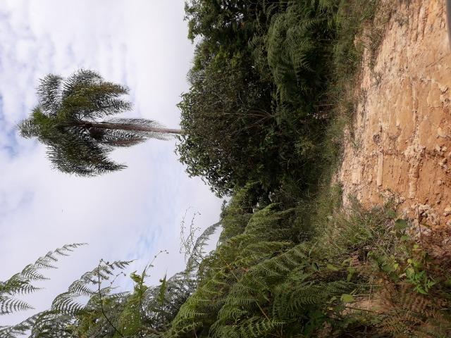 Fazenda de 62hectares em campo Largo - Foto 7