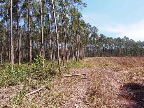 Chácara c/5,1 ha, Bom Jardim - Montenegro - 36 - Foto 10