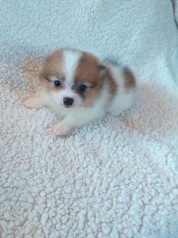 Lulu da pomerania anão - Foto 5
