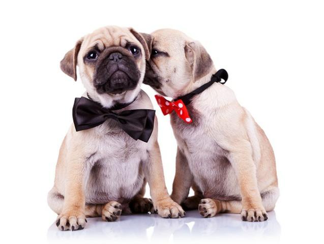 Pug -Abricot - Foto 6