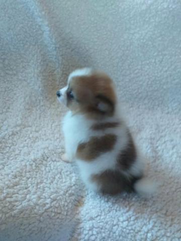 Lulu da pomerania anão - Foto 3