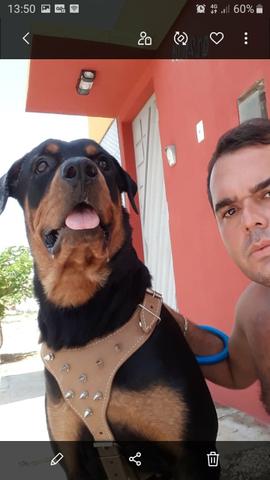 Rotwailer Cabeça de Touro - Foto 2