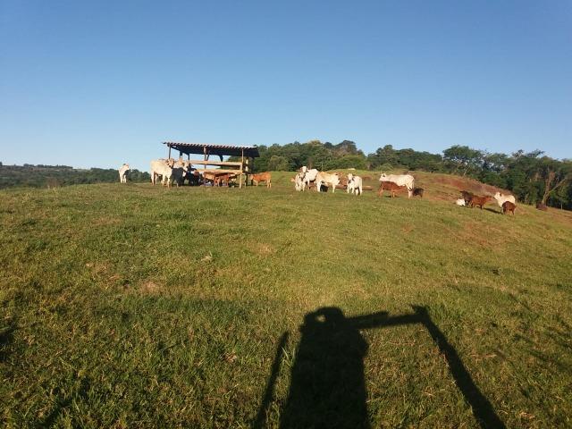 Área rural localizado na cidade de Lindoeste-PR - Foto 14