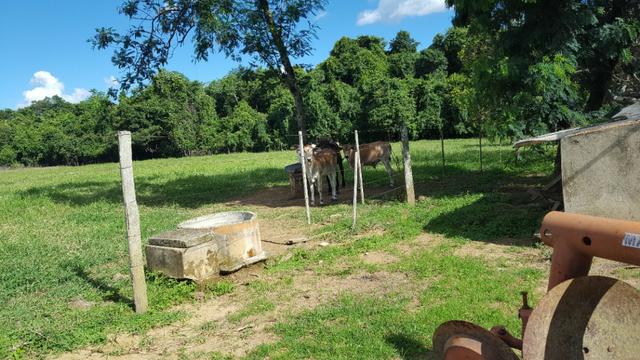 JP 013 -Ótima fazenda colado no Gama,excelente localização - Foto 9