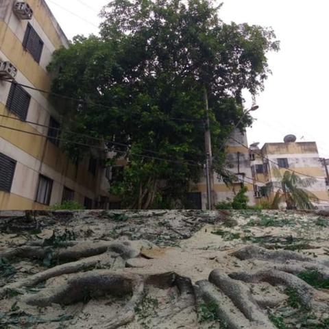 Corte e poda de árvores - Foto 4