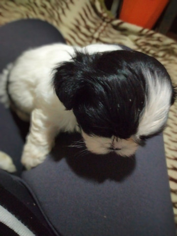 Shihtzu - Foto 2