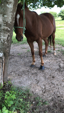 Cavalo pronto de direita - Foto 4