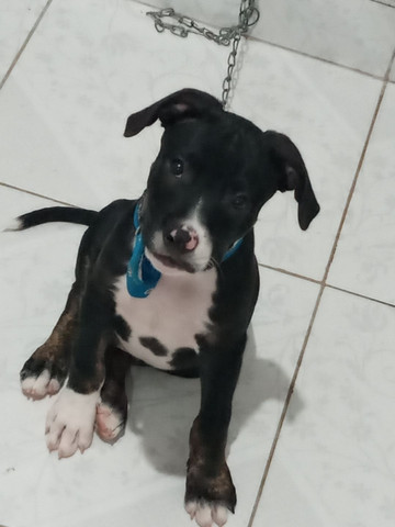 American Pitbull Terrier 3 Meses - Foto 3