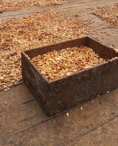 Amendoas de cacau torradas 1kg Ibiracau - Foto 5