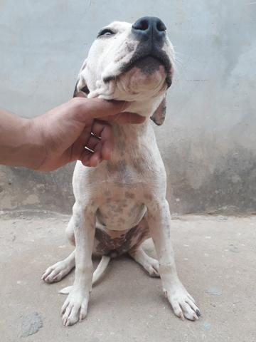 Oportunidade!!Filhotes de Pit Monster,Pai Registrado com Pedigree - Foto 6
