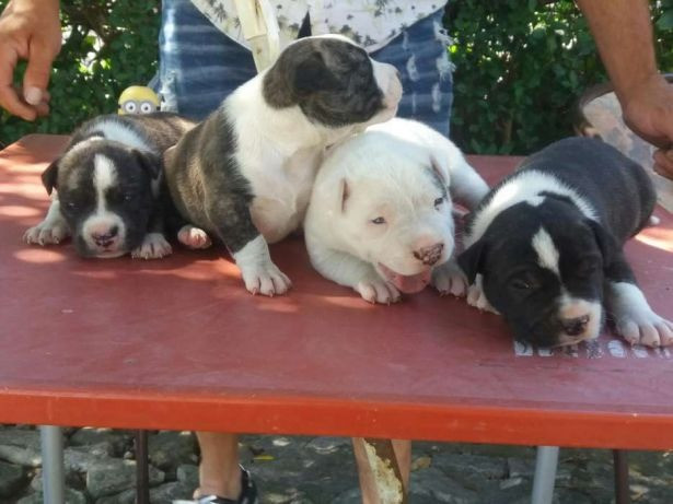 Pitbull red nose/ black/ blue, machos e fêmeas padrão gigante, com garantia e suporte vet! - Foto 3