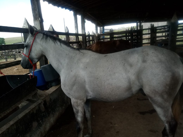 Cavalo (aceito cartão) - Foto 2