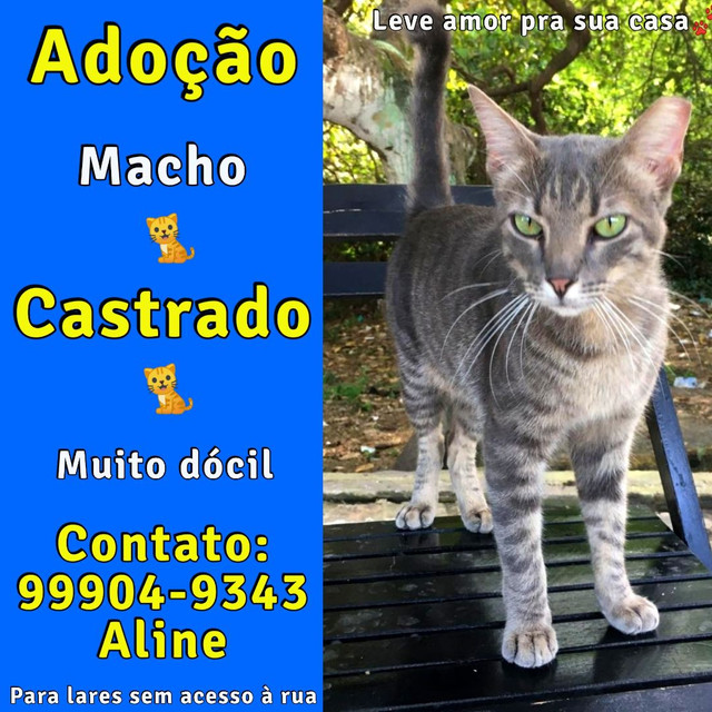 Gato Castrado para Adoção