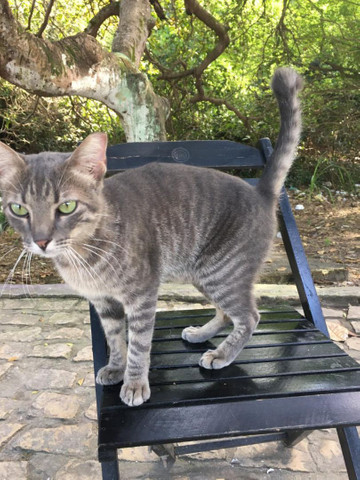Gato Castrado para Adoção - Foto 2