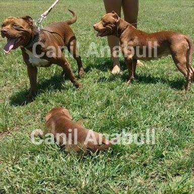 Pitbull Qualidade Diferenciada Em ATÉ 12X C Pedigree e Ac Veterinário - Foto 2