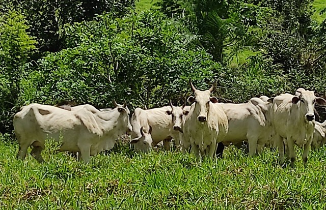 6 vacas Nelore