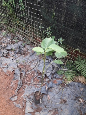 Suinã (Erythrina verna) - Foto 4