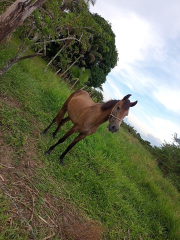 Venda égua 