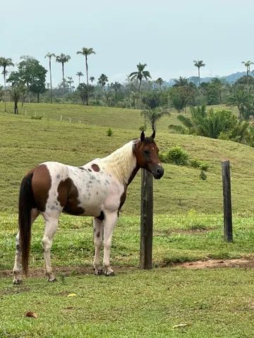 Cavalo de esteira - Cavalos e acessórios - Boca da Mata 1256655255