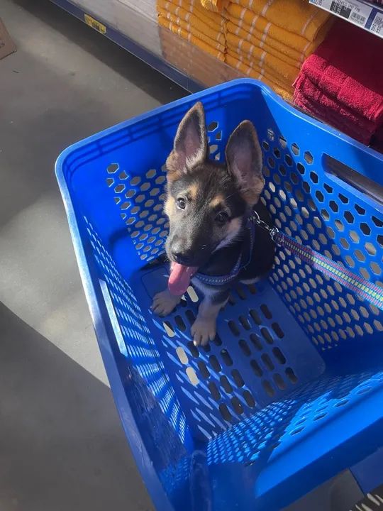 Pastor alemão macho puro linhagem perfeita sem defeito  - Foto 2