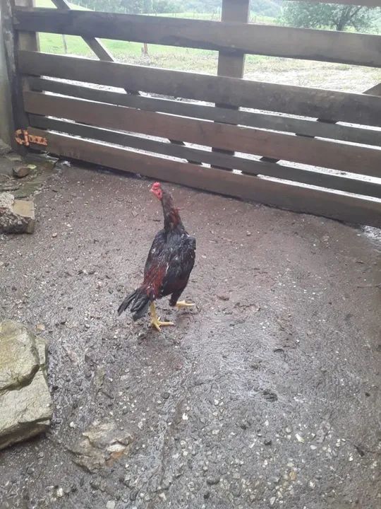 Galo crista de bola - Foto 2