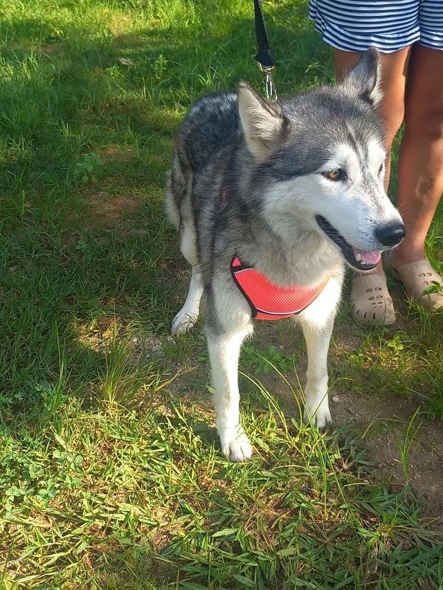 Northern inuit best sale dog olx