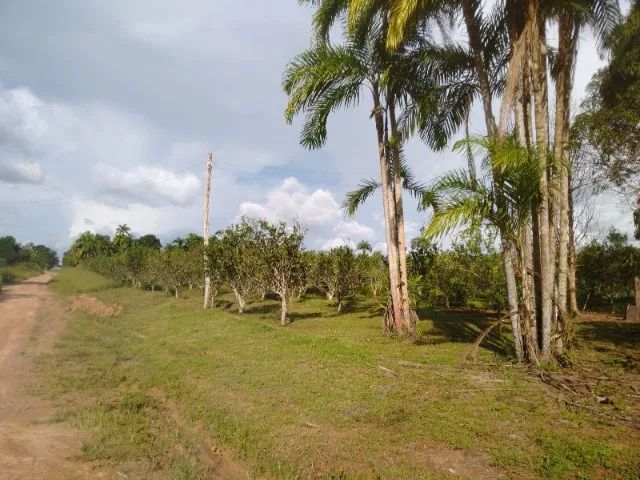 Lote 60 hectares  - Foto 4