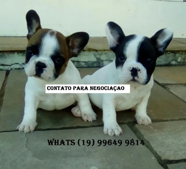 French hot sale bulldog olx