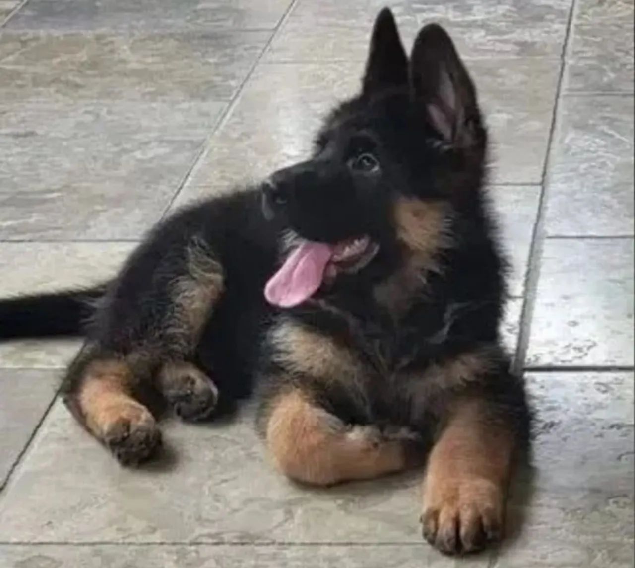 Pastor alemão macho puro linhagem perfeita sem defeito 