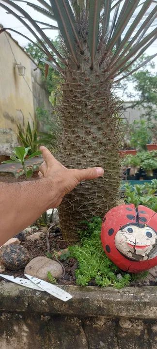 Palmeira de madagascar  - Foto 4