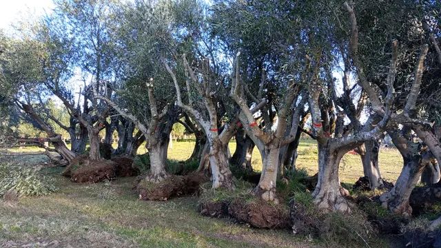 Oliveiras com 50 anos! - Foto 5