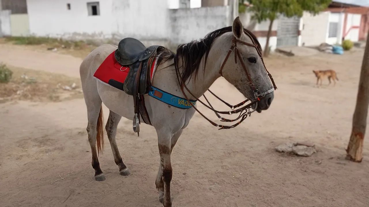 Égua pra vender ligeiro animal de procedência. - Foto 6