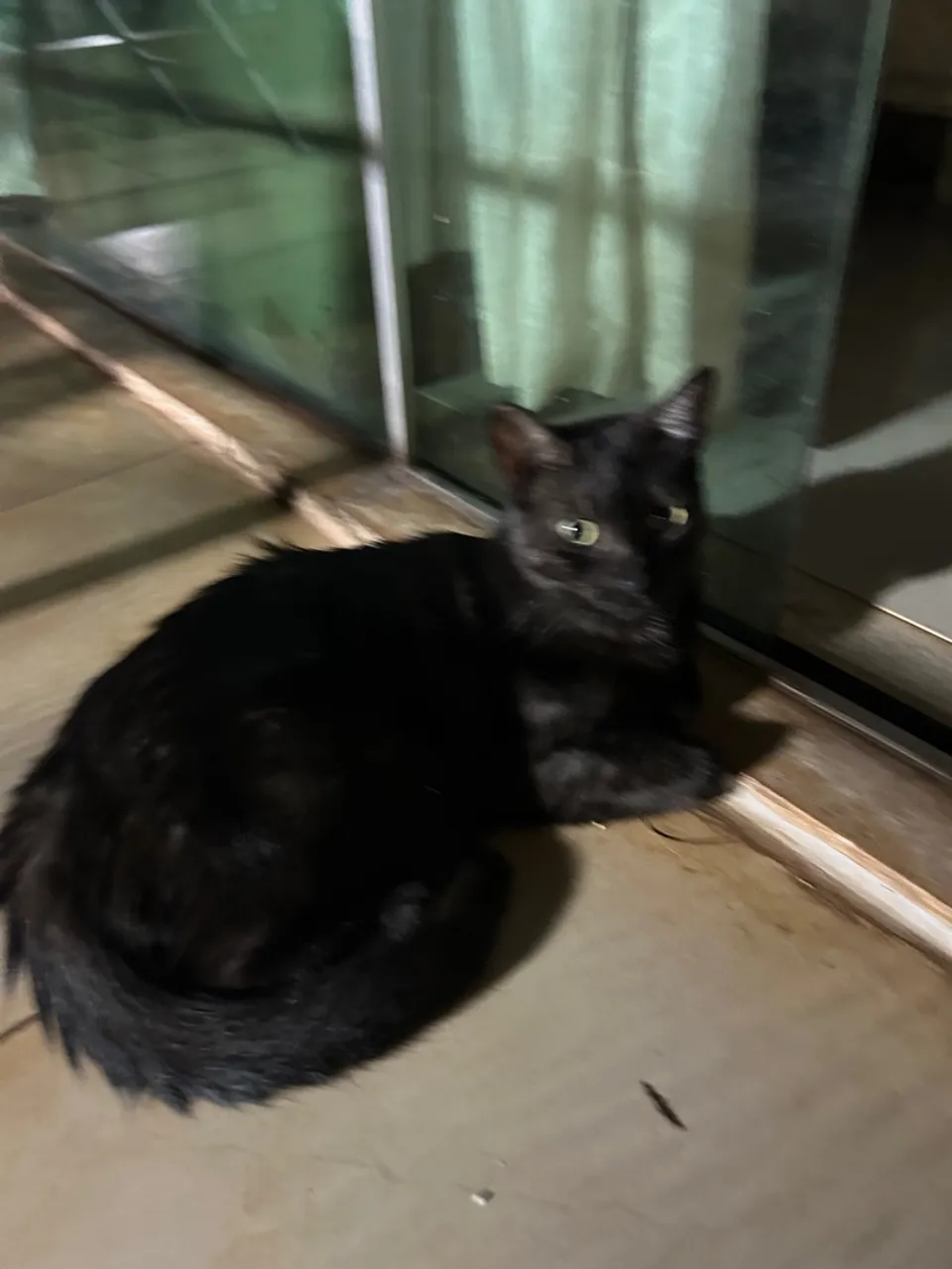 Gata preta adulta