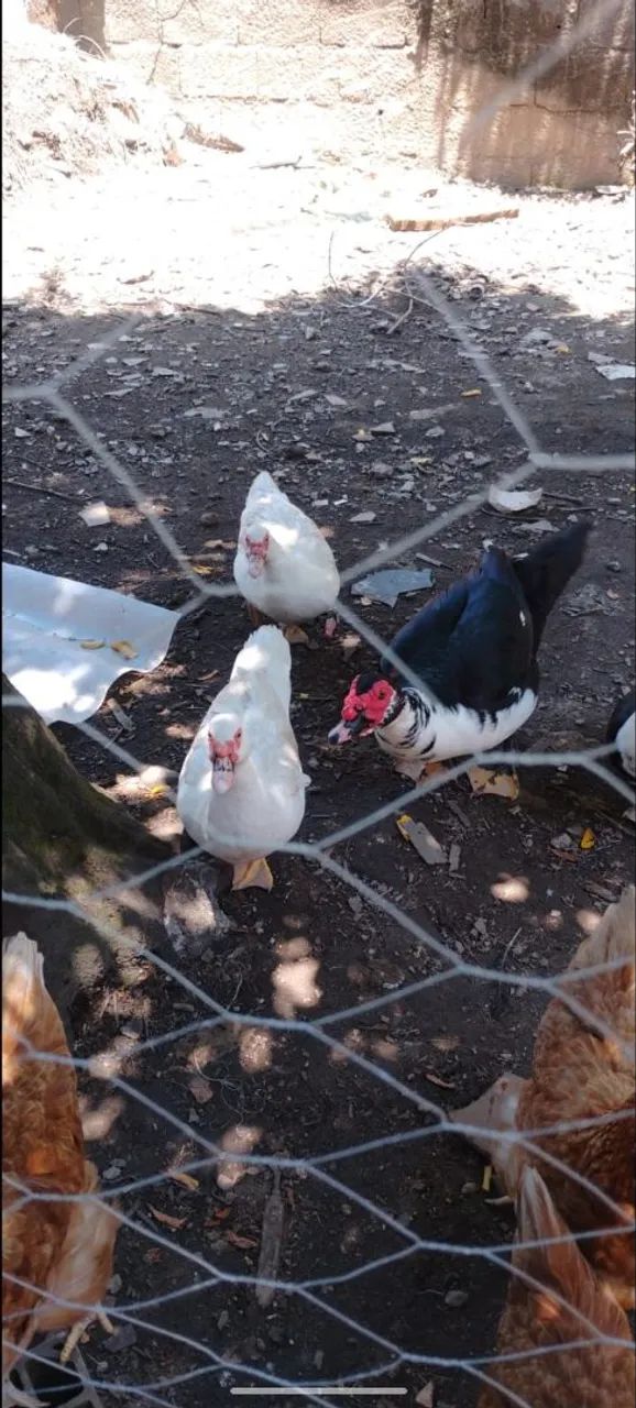 5 patos (4 fêmeas e 1 macho)
