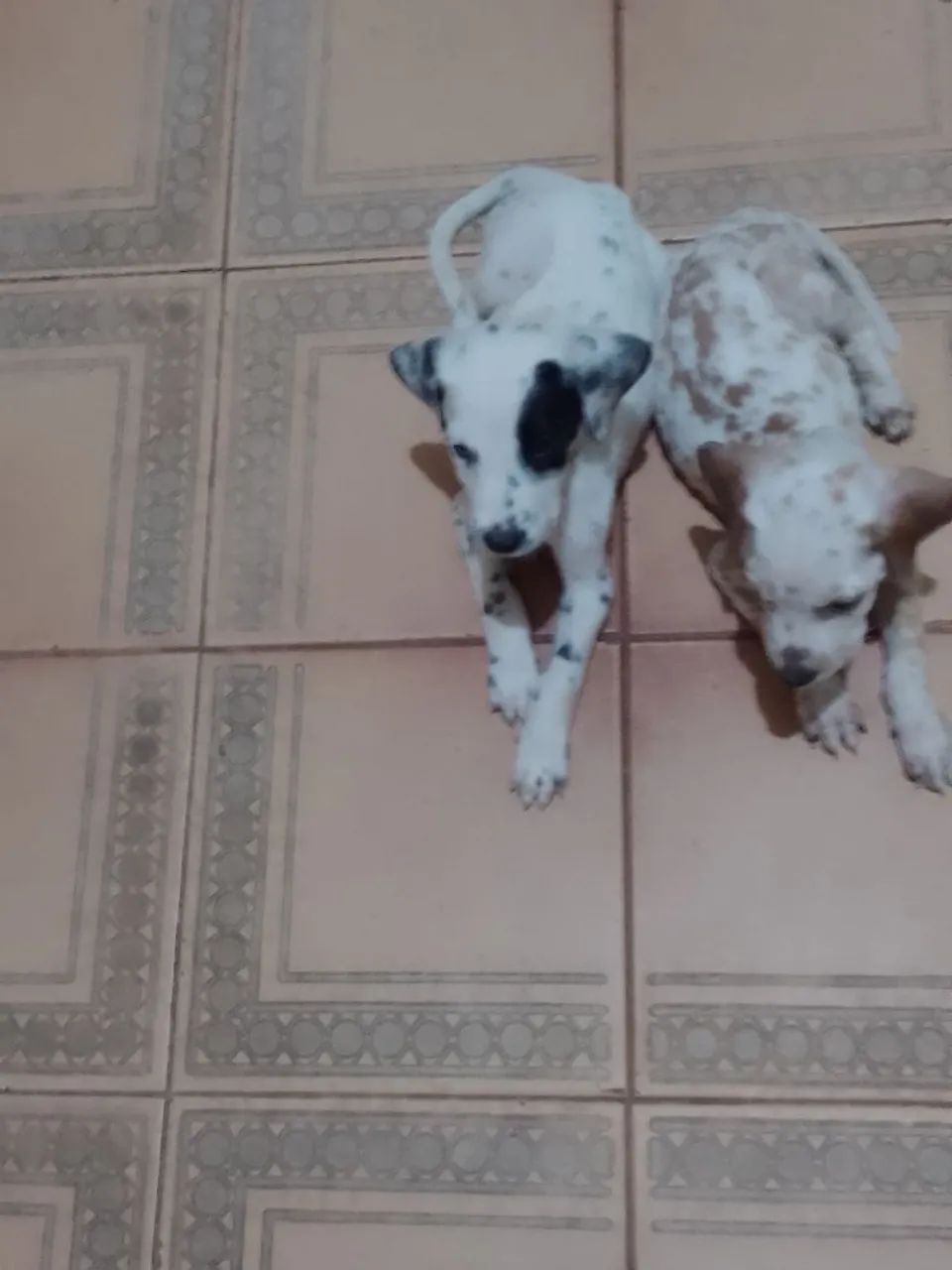 Dois filhotes de cachorro - Foto 3