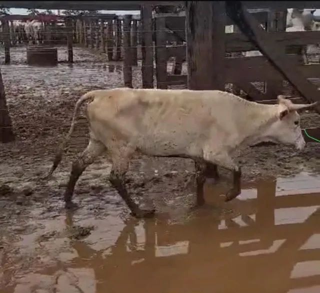 Gado curraleiro pé-duro legítimo 