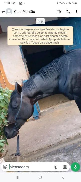 Puro sangue inglês  - Foto 2