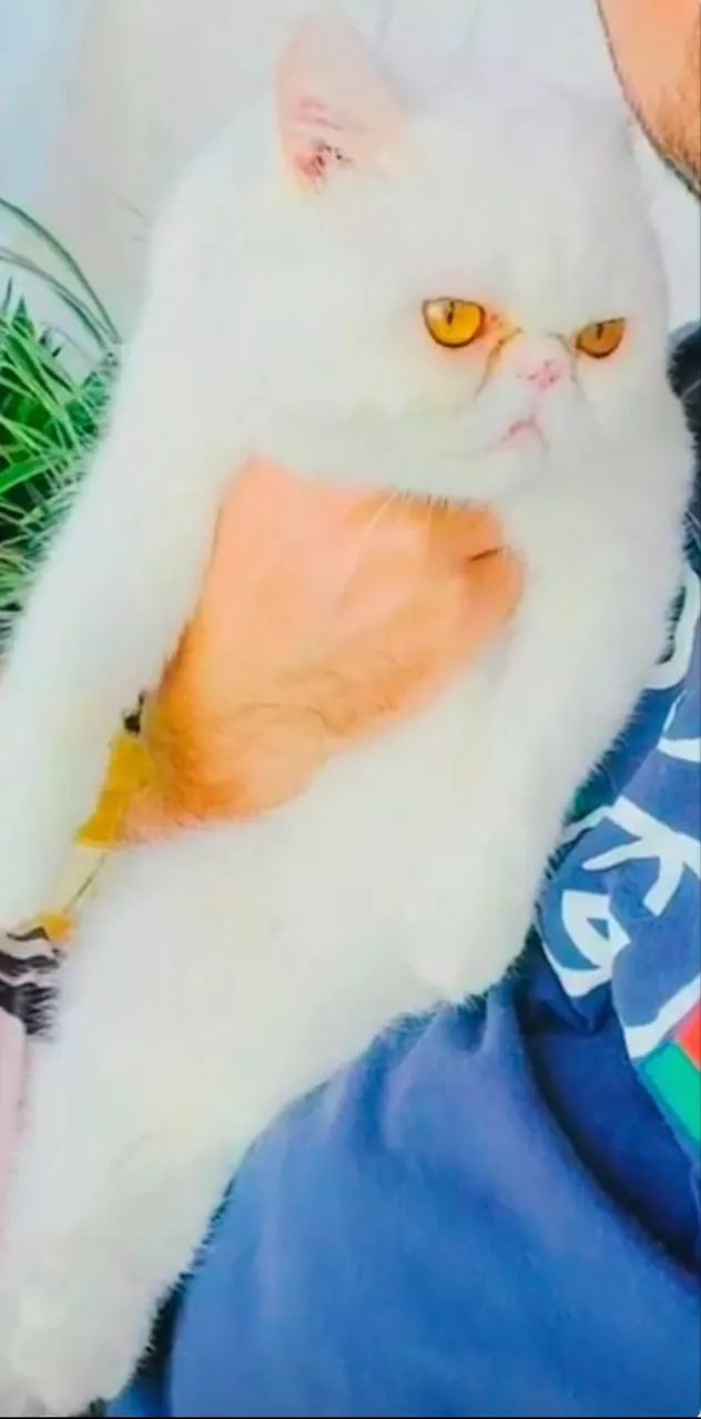 Gato persa exótico branco/ gata persa exótica tricolor adulta  - Foto 4