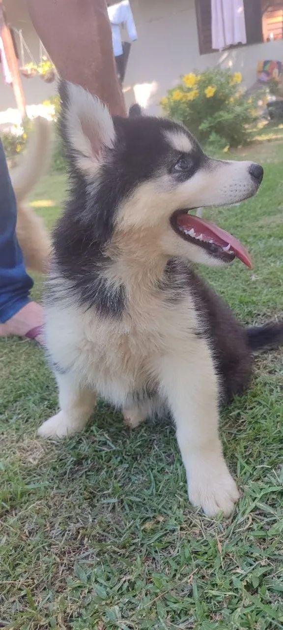 Husky Siberiano - Filhotes lindos 