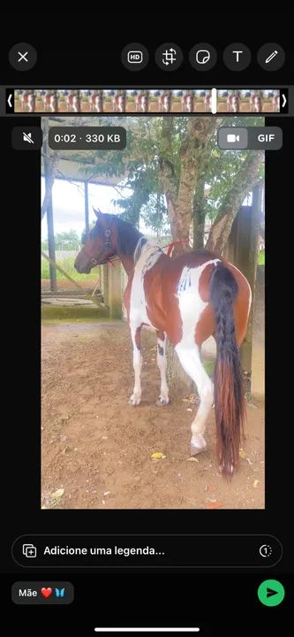 Égua para venda ou rolo