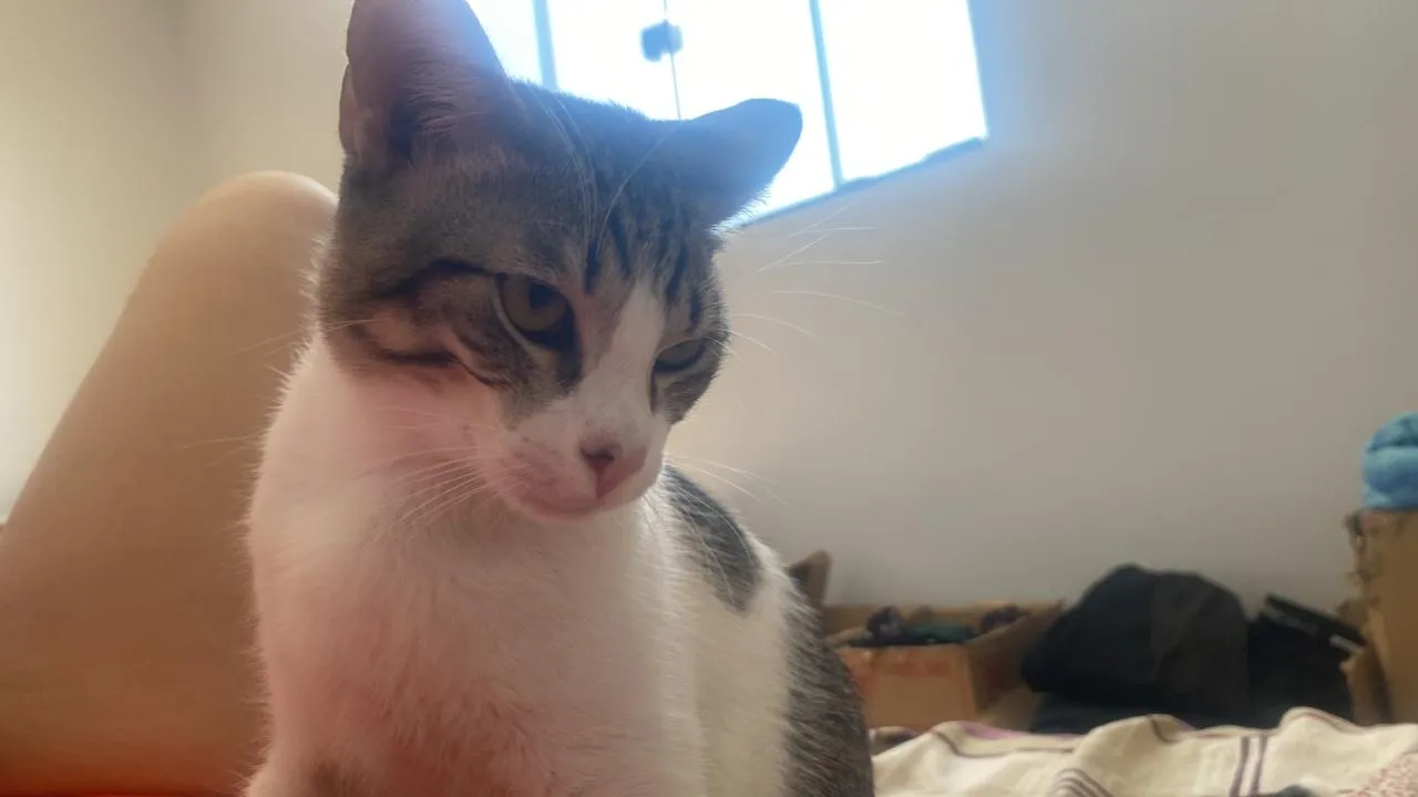 Gato adorável para adoção
