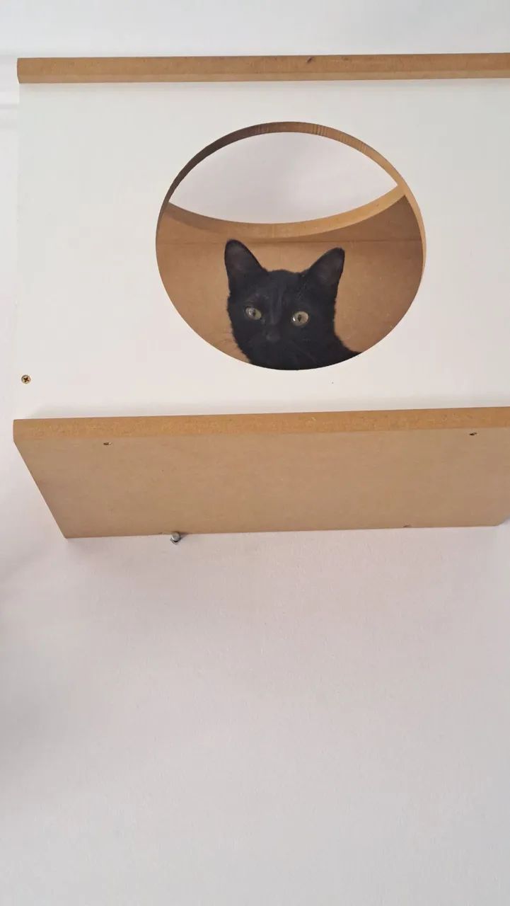 Gatinha Preta carinhosa para Adoção - Foto 2