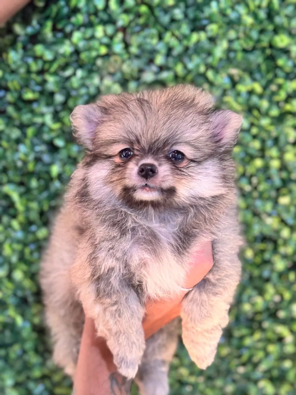 Filhote de Spitz Alemão - Lulu da Pomerania  - Foto 5
